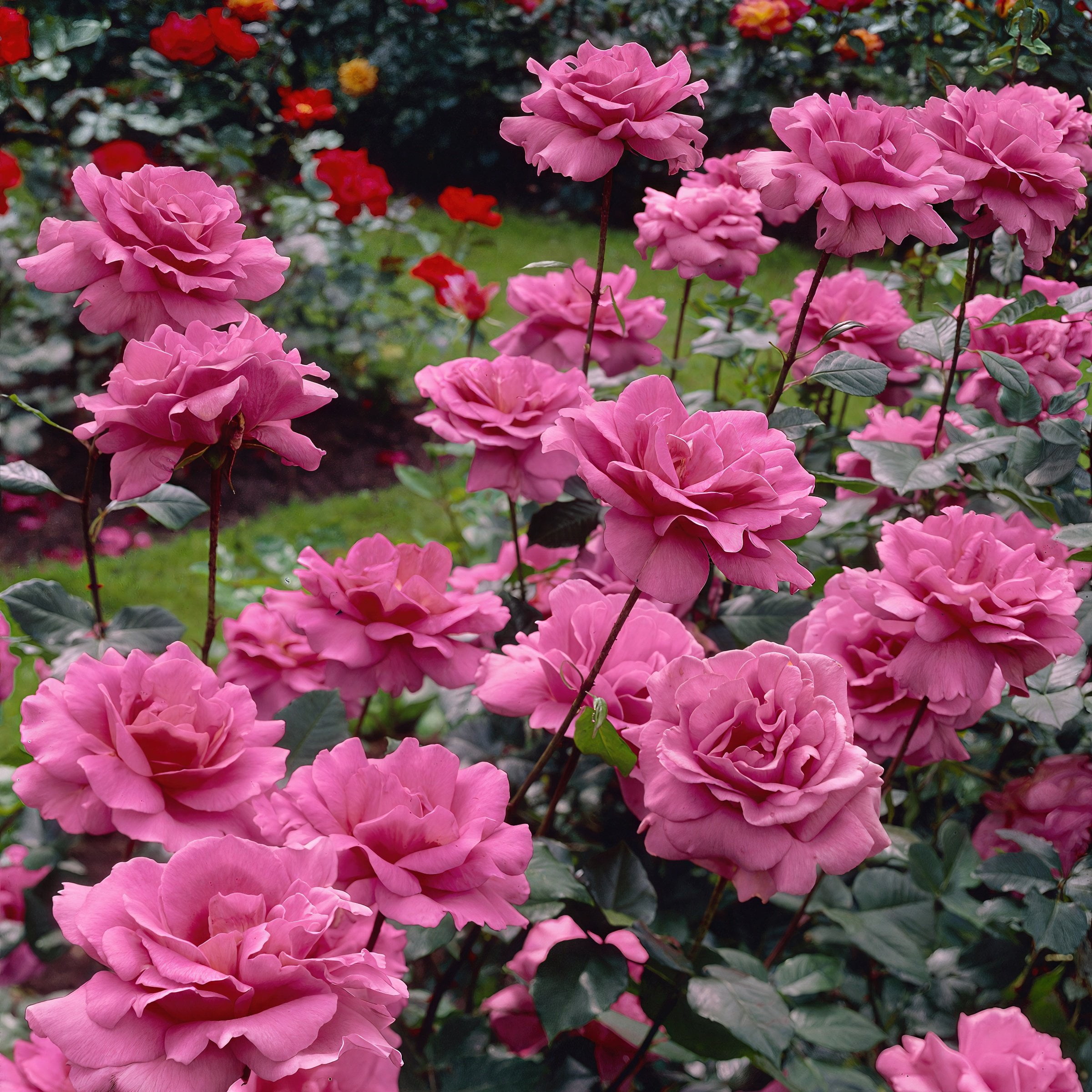 Bare Root Curly Pink Rose with Pink Flowers (2-Pack)