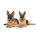 thumbnail image 2 of Two German Shepherd Dogs Wall Decal by Wallmonkeys Peel and Stick Graphic (24 in W x 13 in H) WM168768, 2 of 4