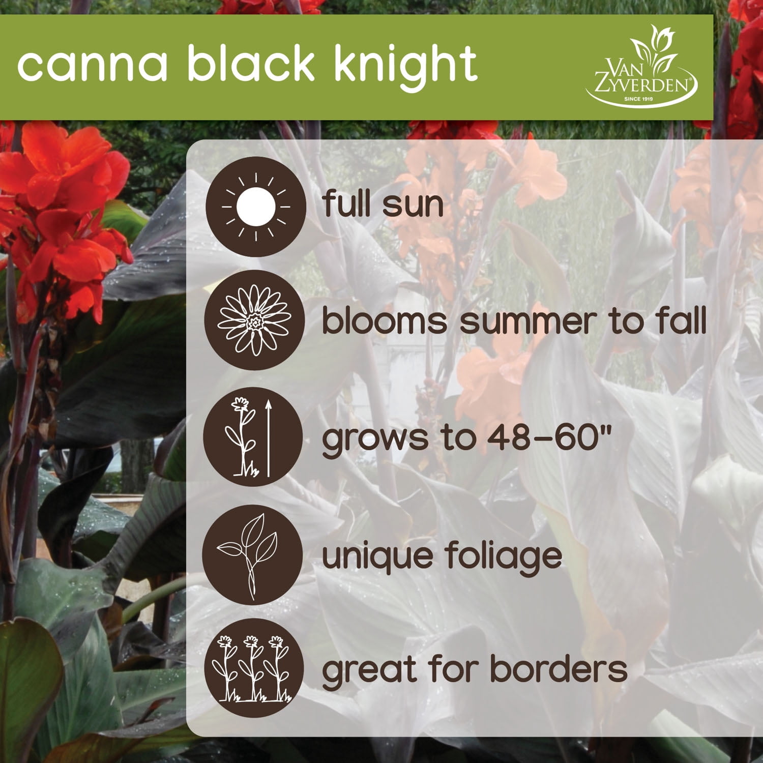 Expert Gardener Canna Black Knight Dormant Bulbs Set of 3 Full Sun Red Annual