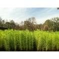 thumbnail image 2 of Loblolly Pine Tree Plants  40 Live Seedlings  Pinus Taeda  Fast-Growing Evergreen for Landscaping  Ideal Plants for Large Spaces, 2 of 9