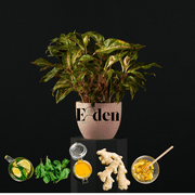 Ginger Root, Nettle Leaf and Lemon Balm Tea, Herbal Tea for Digestion, Calm and Immunity Support, 6oz