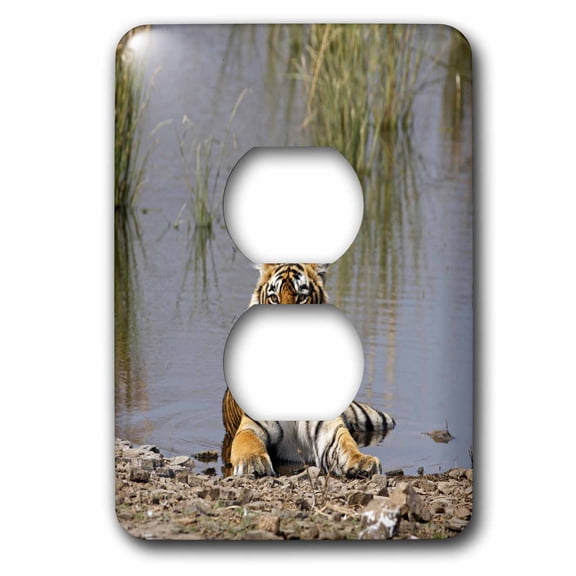 3dRose, Royal Bengal Tiger, Rajbagh Lake, Ranthambhor, India-AS10 JRA0340 - Jagdeep Rajput, 2 plug outlet cover