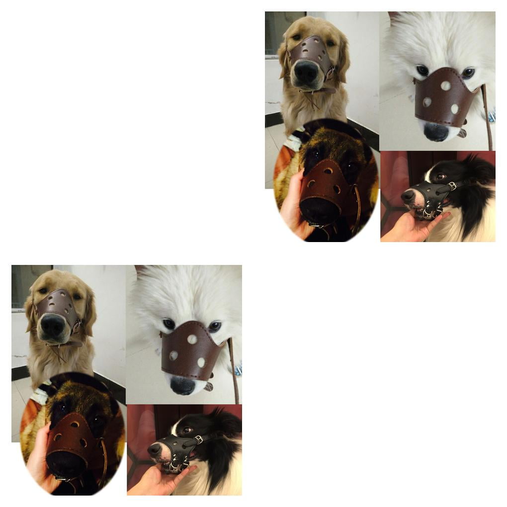 Why Does My Dog Nibble My Clothes