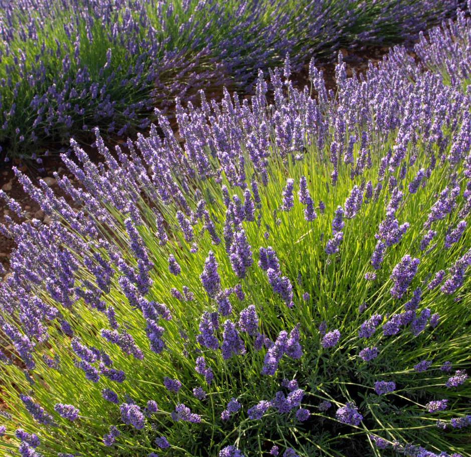 Set 2 Lavender Spanish Plants Live, Fragrant Lavender Flowering Herb for Indoor Outdoor Planting, 4-8 Inch Tall, Ready to Grow