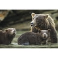 thumbnail image 2 of Coastal Brown Bear spring cubs and mother in salmon spawning stream along Kuliak Bay Katmai National Park Southwest Al 1, 2 of 2