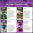 thumbnail image 6 of Purple Coneflower Seeds, 3,800 Perennial Flower Seeds, Deer-Resistant Perennial Wildflower Seeds - Created By Nature, 6 of 6