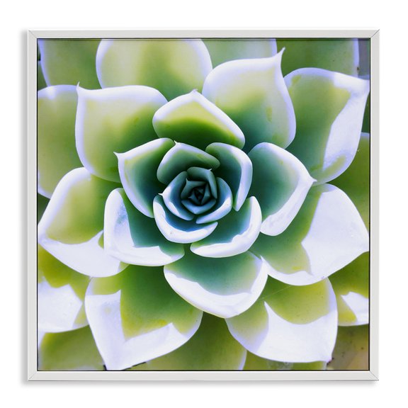 Stupell Industries Contemporary Green Succulent Nature Close Up White Framed Giclee Art, 12 x 12, by Irena Orlov