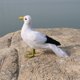 thumbnail image 2 of Adornos de Simulación Pájaros Artificiales Pájaro Modelo Decoración Pájaro Artificial Pájaro Emplumado Gaviota 1, 2 of 4