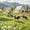Barn Cow02, variant on Spring White Barn Cow Daisy Field Framed Wall Art, Solid Wood Frame Farm Country Landscape Print, Rustic Pastoral Wall Decor for Kitchen Living Room, 12x16in