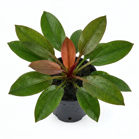 Dwarf Cardinal Potted Live Aquarium Plant for Freshwater Fish Tanks