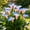 D, variant on Perennial Calla Lily For Planting-Premium Garden Stakes-Home Decoration-Bloom Year After Year-(Non-Artificial)