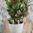 thumbnail image 1 of unbranded 50Ud Para Flores Con Punta Perfectos Para Arreglos En Jarrones Y Macetas Duraderos, 1 of 8