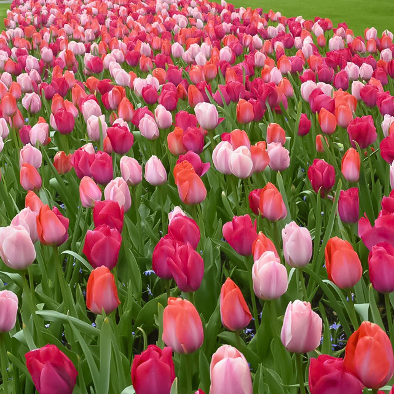 Van Zyverden Tulips Van Eijk Mix Set of 25 Bulbs, Multicolor, Partial Sun, Perennial