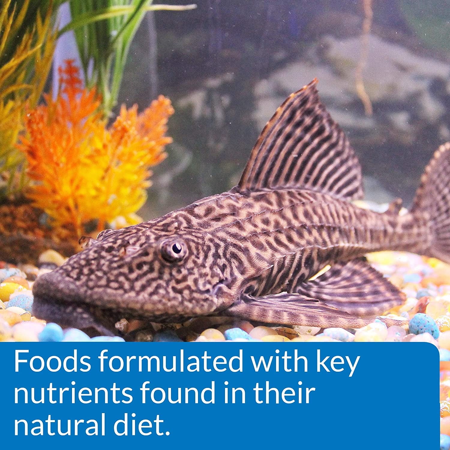 API Algae Eater Sinking Wafers Fish Food [Aquarium Bottom Feeder Food, Aquarium Supplies] 19.2 oz (3 x 6.4 oz)
