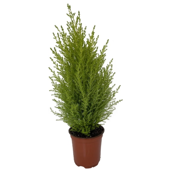 Lemon Scented Goldcrest Cypress Tree - Indoors/Out - 4.5" Pot