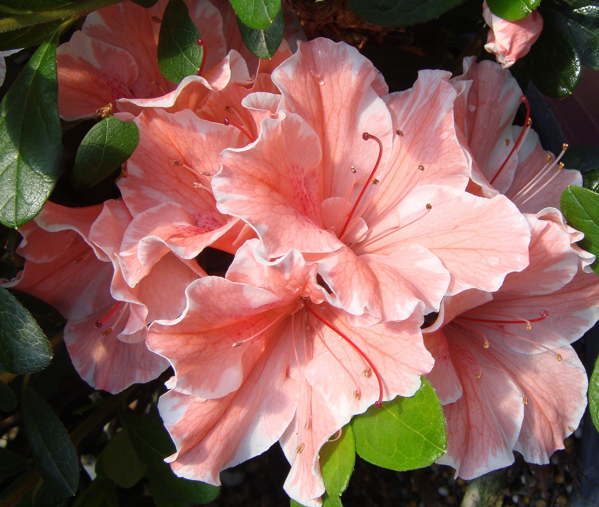 Encore Azalea Autumn Sunburst (1 Gallon) Pink and White Flowering Shrub - Full Sun Live Outdoor Plant