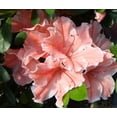 thumbnail image 6 of Encore Azalea Autumn Sunburst (1 Gallon) Pink and White Flowering Shrub - Full Sun Live Outdoor Plant, 6 of 10