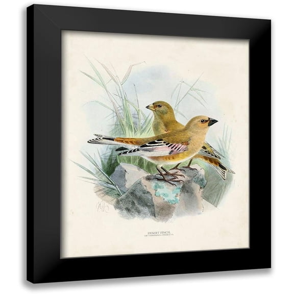 Unknown 12x14 Black Modern Framed Museum Art Print Titled - Antique Birds III