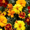 thumbnail image 2 of Outsidepride Tagetes Patula Disco French Marigold Flower Seed Mix - 400 Seeds, 2 of 2