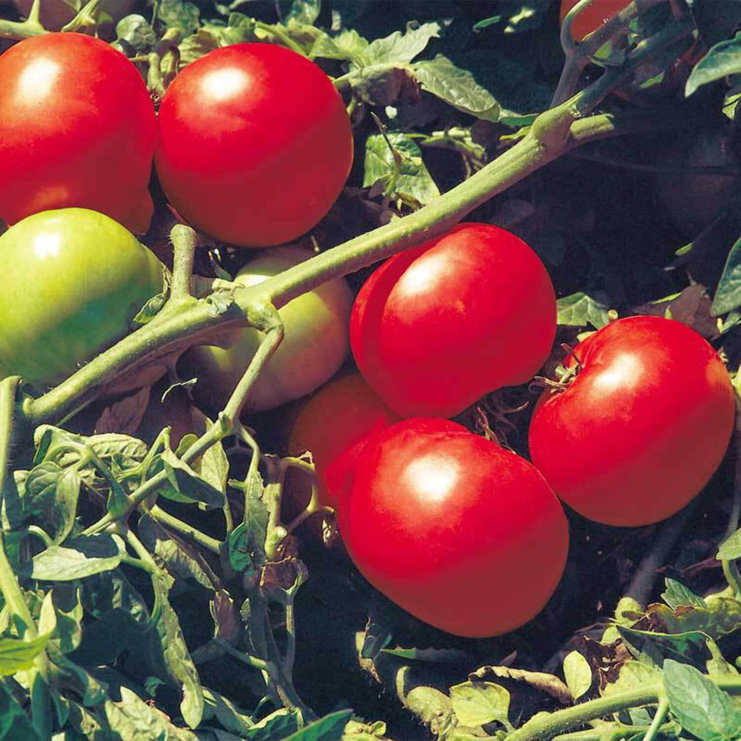 Tomato Seeds Supersonic Variety Tomato Seeds NonGMO 50 Seeds