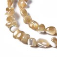 thumbnail image 3 of Natural Trochid Shell/Trochus Shell Beads Strands Chips 3.5~13x6~12x3~8mm Hole: 0.9mm about 68~73pcs/strand 15.35 inch~15.94 inch(39~40.5cm), 3 of 3