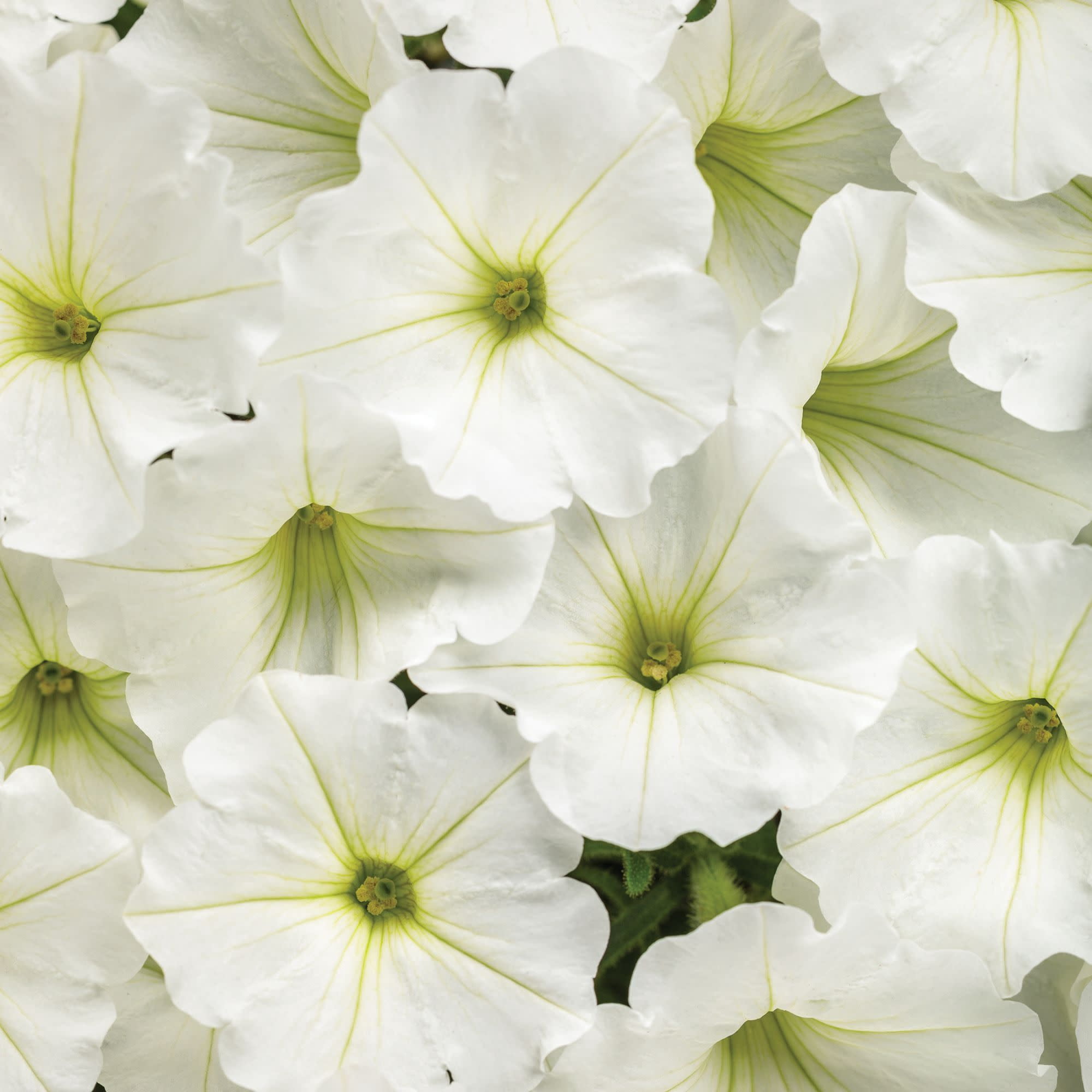 Proven Winners 4" White Supertunia Vista Snowdrift Petunia Live Plant in 4.25" Pot (4 Count)