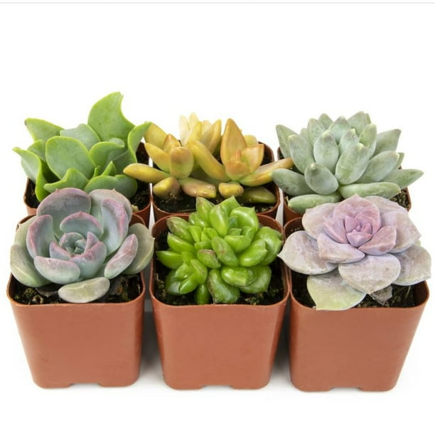 Altman Plants, Live Succulent Plants (6 Pack) Assorted Potted