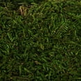thumbnail image 2 of Vickerman Bag of Green Sheet Moss, Preserved, 2 of 2