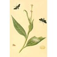 thumbnail image 1 of Surinam Butterflies, Moths & Caterpillars (Plate 69)-Fine Art Canvas Print (20" x 30"), 1 of 1