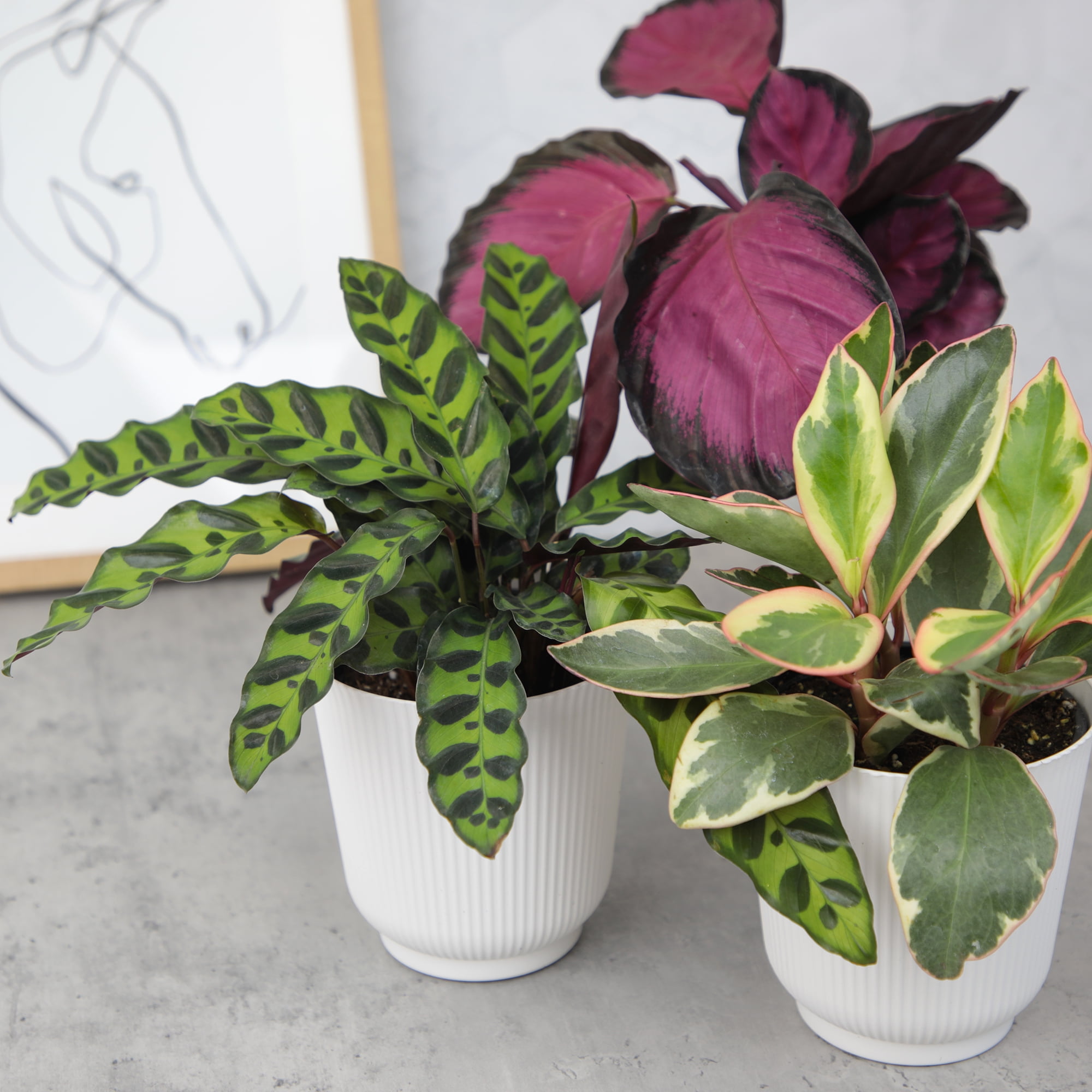 Element Pet Friendly House Plants in 4" White Pots (3 Count) Approx 10" Tall Live Plants
