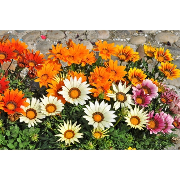30 Mixed Colors GAZANIA Rigens Treasure Flower Seeds
