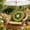 Green, variant on Lunxisen 1 Pcs Fruit Sofa Cushion Plush Seat Pad Comfy Floor Cushion Car Seat Cushion Soft Reading Cushion(40cm)