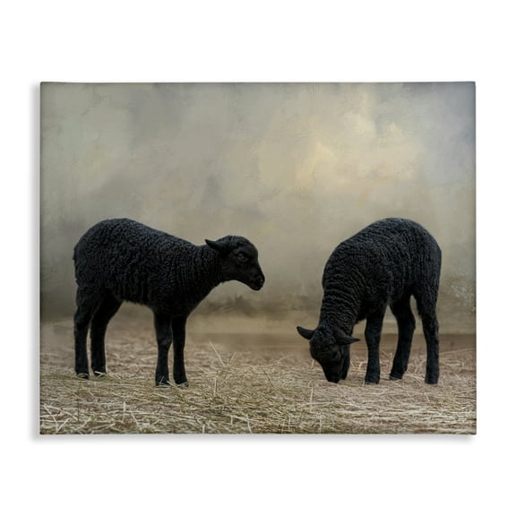 Stupell Industries Black Sheep Grazing Animals & Insects Photography Gallery Wrapped Canvas Art Print Wall Art, 20 x 16