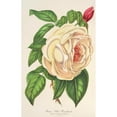 thumbnail image 3 of Charles Antoine Lemaire 11x14 Black Modern Framed Museum Art Print Titled - Rose President (Tea) (1854-1896), 3 of 5