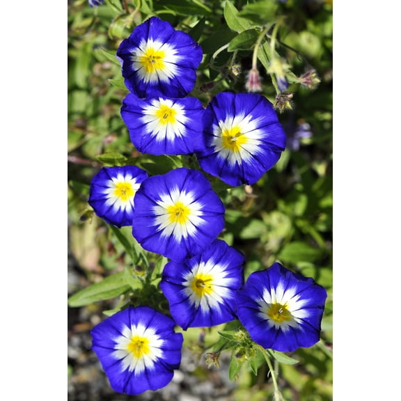 35 Blue Dwarf ROYAL ENSIGN MORNING GLORY Convolvulus Tricolor Royal Blue White & Yellow Flower Vine Seeds