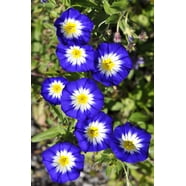 50 Black Dragon Cajun Hibiscus Flower Seeds Garden & Home Perennial 50 Black Dragon Cajun Hibiscus Flower Seeds Garden & Home Perennial