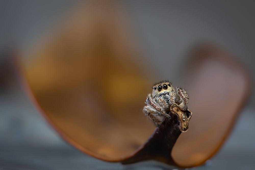 Deng, Ivy 14x11 White Modern Wood Framed Museum Art Print Titled - Jumping Spider
