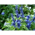 thumbnail image 5 of Earthcare Seeds - Blue Sage 500 Seeds (Salvia Farinacea) Heirloom - Open Pollinated, 5 of 5