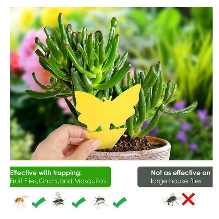 LIGHTSMAX Sticky Fruit Fly and Gnat Trap - Yellow Sticky Bug Traps for Indoor/Outdoor Use - Insect Catcher for White Flies, Mosquito, Fungus Gnats