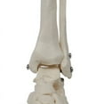 thumbnail image 2 of Modèle d'Anatomie Humaine, Taille Réelle, Modèle d'Anatomie du Pied, Équipement d'Enseignement du Squelette Humain, 2 of 6