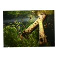 thumbnail image 4 of Póster de acuario Gloria adhesivo estático 02 XL 76x56cm Vinilo decorativo pecera, 4 of 7
