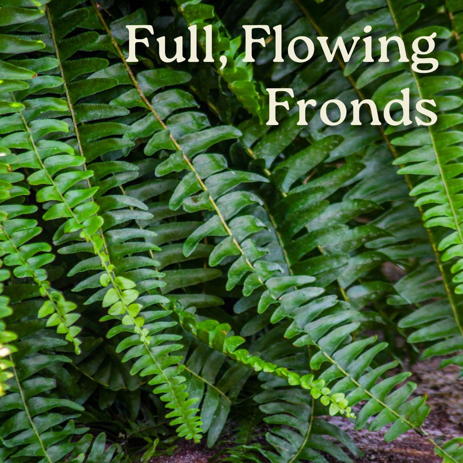 Tropical Plants of Florida 10" Boston Fern Hanging Basket 32" to 34" Wide; Bright, Indirect Sunlight, Large Hanging Plant with Metal Hanger