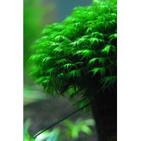 aquarium plants walmart com