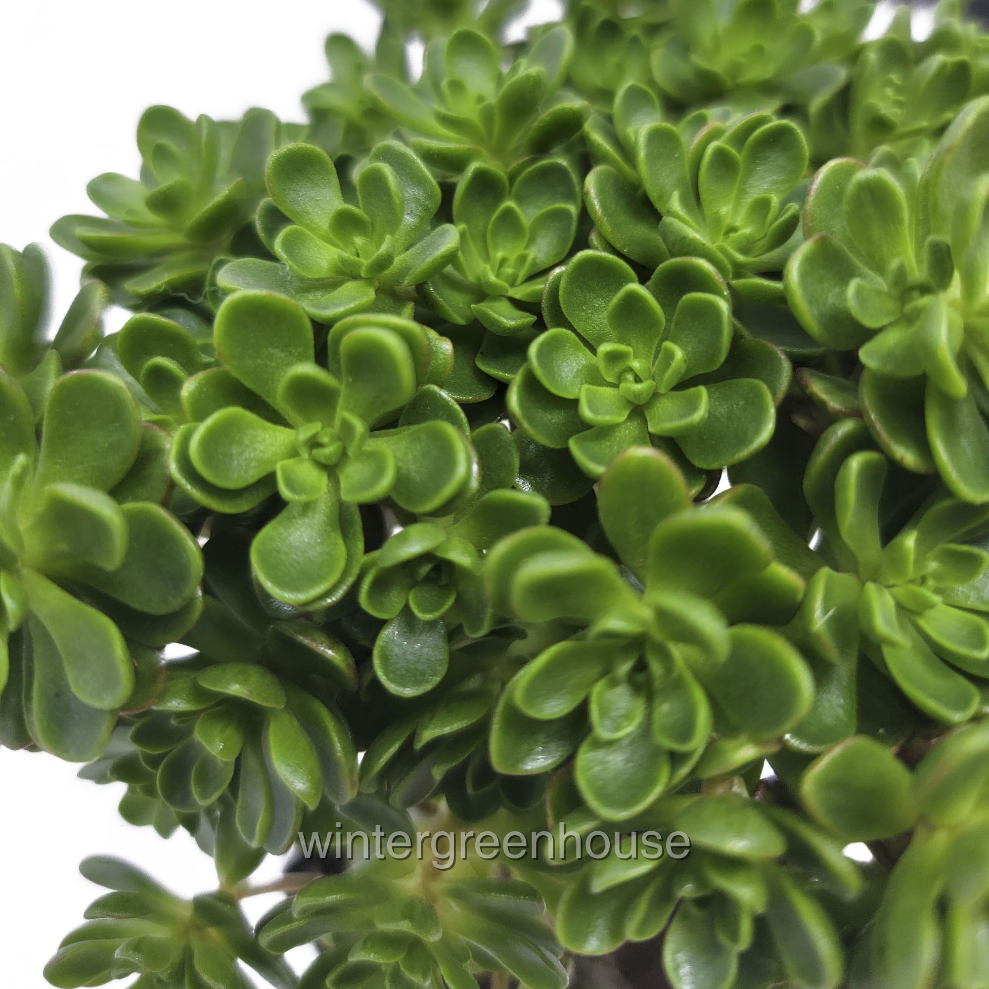 Aeonium Lindleyi Var. Viscatum, Irish Bouquet, Saucer Plant - Pot Size: 3" (2.6x3.5") - Plants, Succulents - image 5 of 6