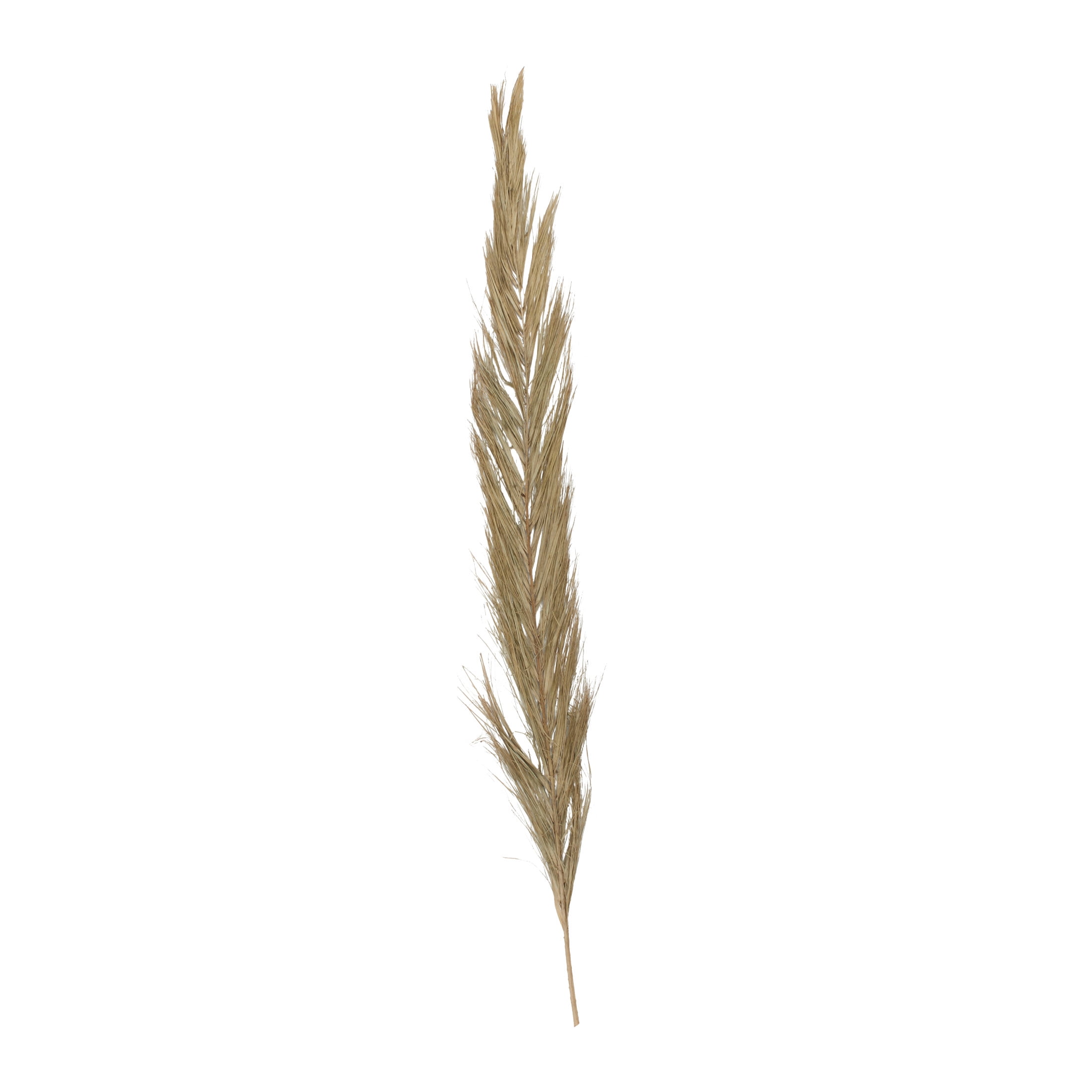 60" Tall Palm Leaf Natural Foliage Bouquet, by DecMode