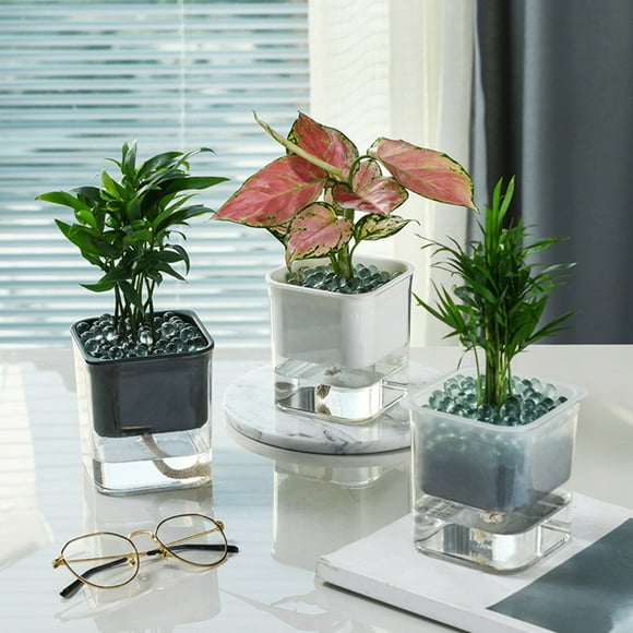 Small House Plants