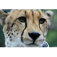 thumbnail image 2 of Dana Underdahl 4x24 White Modern Wood Framed Wall Art Titled - Cheetah I, 2 of 5