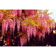 thumbnail image 2 of Rare Pink Wisteria Bonsai Tree Seeds, 5 Seeds - Highly Prized Flowering Bonsai - Japanese Wisteria Floribunda, 2 of 6