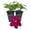 2 Plants, variant on Clematis Westerplatte - Live Starter Plant in a 2 Inch Growers Pot - Starter Plants Ready for The Garden - Beautiful Velvety Red Flowering Vine