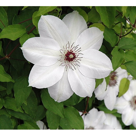 Henryi Clematis Vine - Pure White - 2.5" Pot